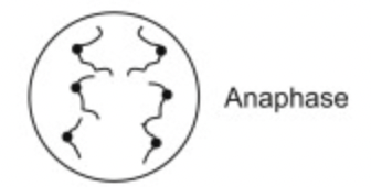 <ul><li><p>spindle fibres contract and splits centromere</p></li><li><p>sister chromatids pulled to opposite ends of cell</p></li></ul>