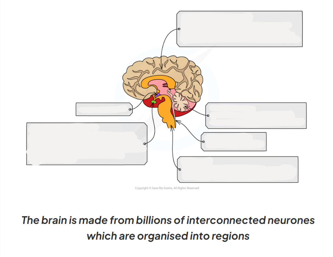 <p>2.10 Label this diagram of the brain and explain what each part does</p>