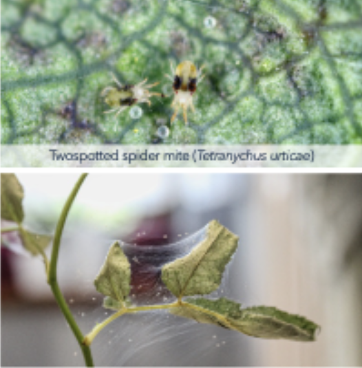 <p>Spider Mites</p>