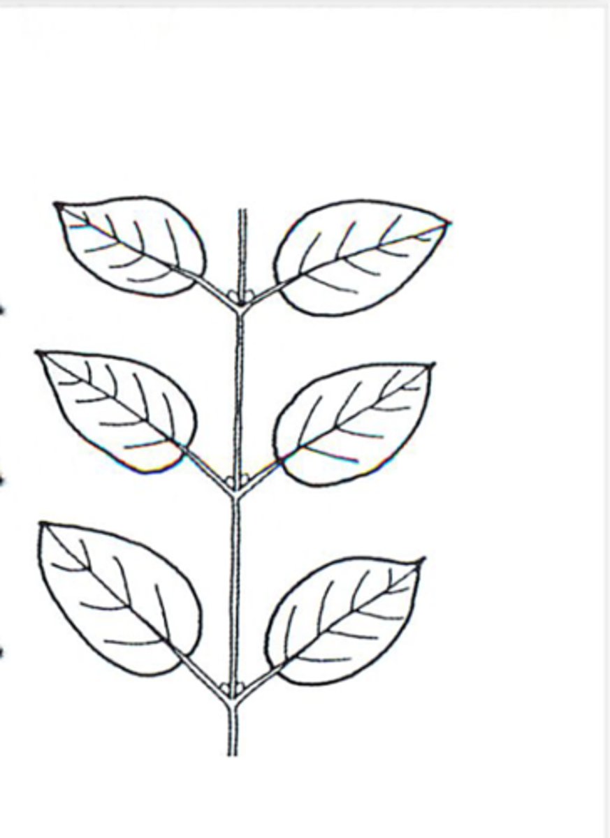 <p>Leaf Ranking</p>