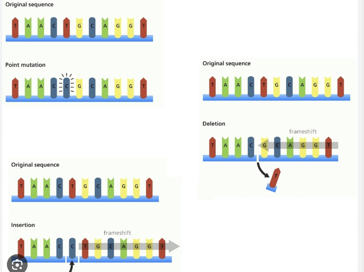 <p>A single nucleotide in the base pair sequence is changed</p><p>Deleted, added, or replaced with another (substitution) </p><p>Insertion, deletion has significant effect due to frameshift, all codons following are effected</p><p></p>