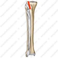 <p><span>between tibia and fibula proximal</span></p>