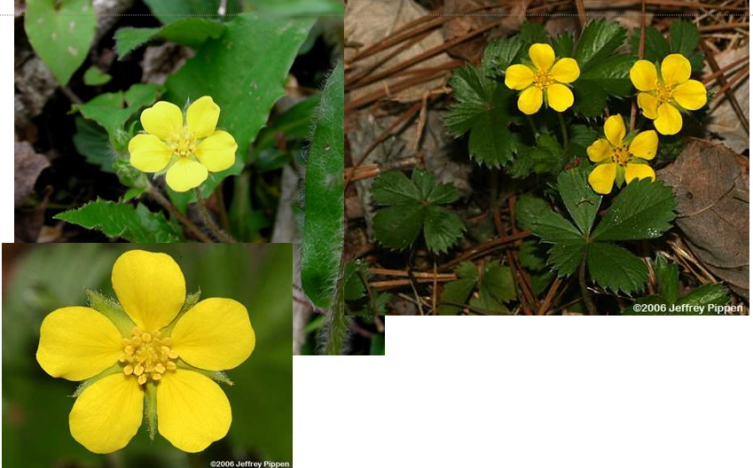 <p>Dwarf cinquefoil</p>