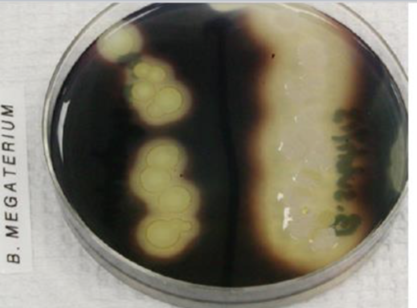 <p>tests for extracellular enzyme,s also called exoenzymes - they help break down larger macromolecules</p><p></p><p>usually Bacillus</p><p></p><p>Gram’s iodine - reacts with starch to make a dark green/ blue color, and if an enzyme present will be clear</p><p></p><p>48 hour test</p>