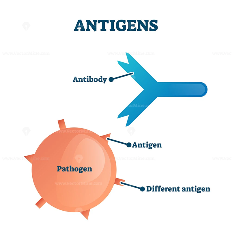 <p><span><strong>Antibody</strong></span> - a protein produced by the human immune system to tag and destroy invasive microbes</p><p><span><strong>Antibiotic</strong></span> - various chemicals produce by certain soil microbes that are toxic to many bacteria. Some we use as medicines</p><p><span><strong>Antigen</strong></span> - any protein that our immune system uses to recognise "self" vs "not self"</p><p></p>