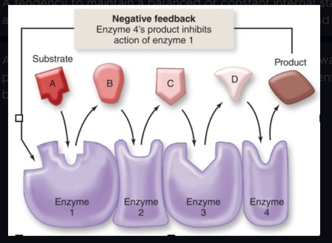 <p>A primary mechanism of homeostasis, in metabolic pathways it is where the final product behaves as an inhibitor of the pathway to prevent too much product from being made</p>