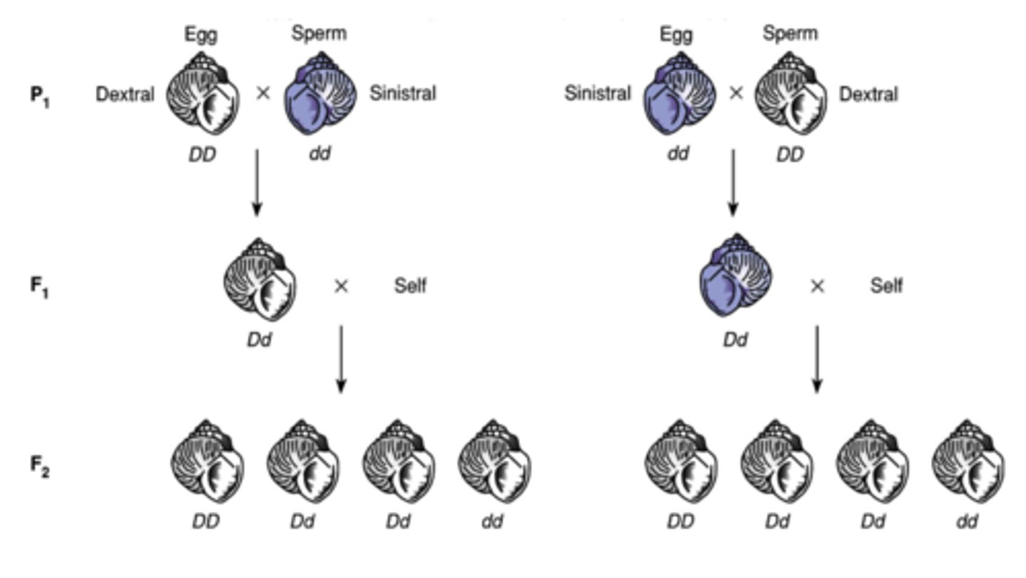 <p>genes located on mitochondria or chloroplast DNA and generally</p>