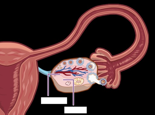 <p>The Two Gross Anatomy Regions of the Ovary:</p>