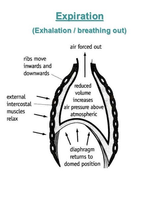 <p>How does breathing in/inhaling happen?</p>