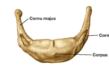 <p>poliežuvinis kaulas</p>