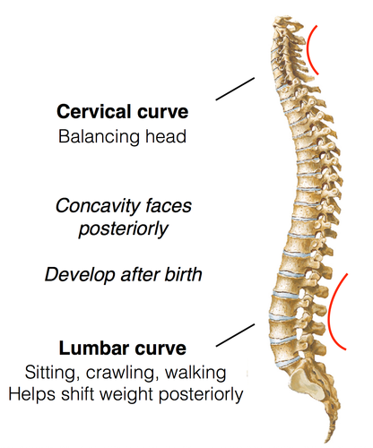 <p>Curve out ( Thoracic and Sacral)</p>