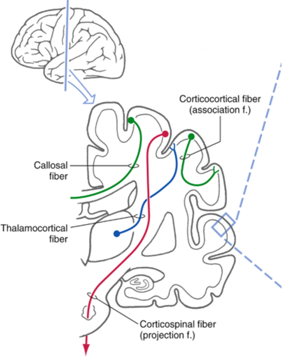 <p>commissural (callosal) fibers</p>