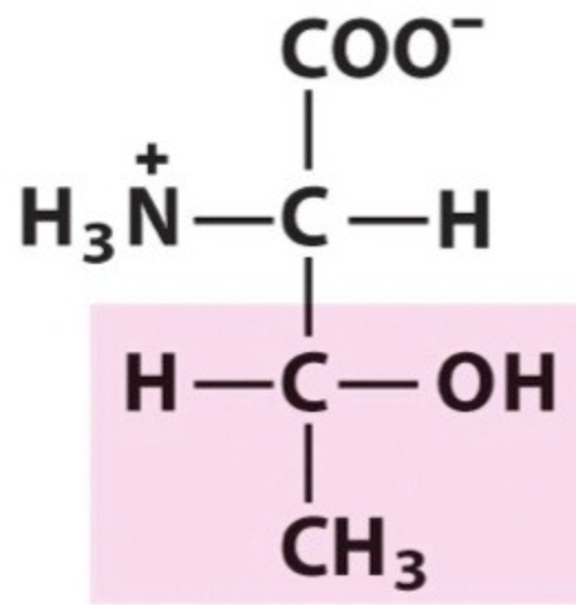 <p>Name the amino acid.</p>