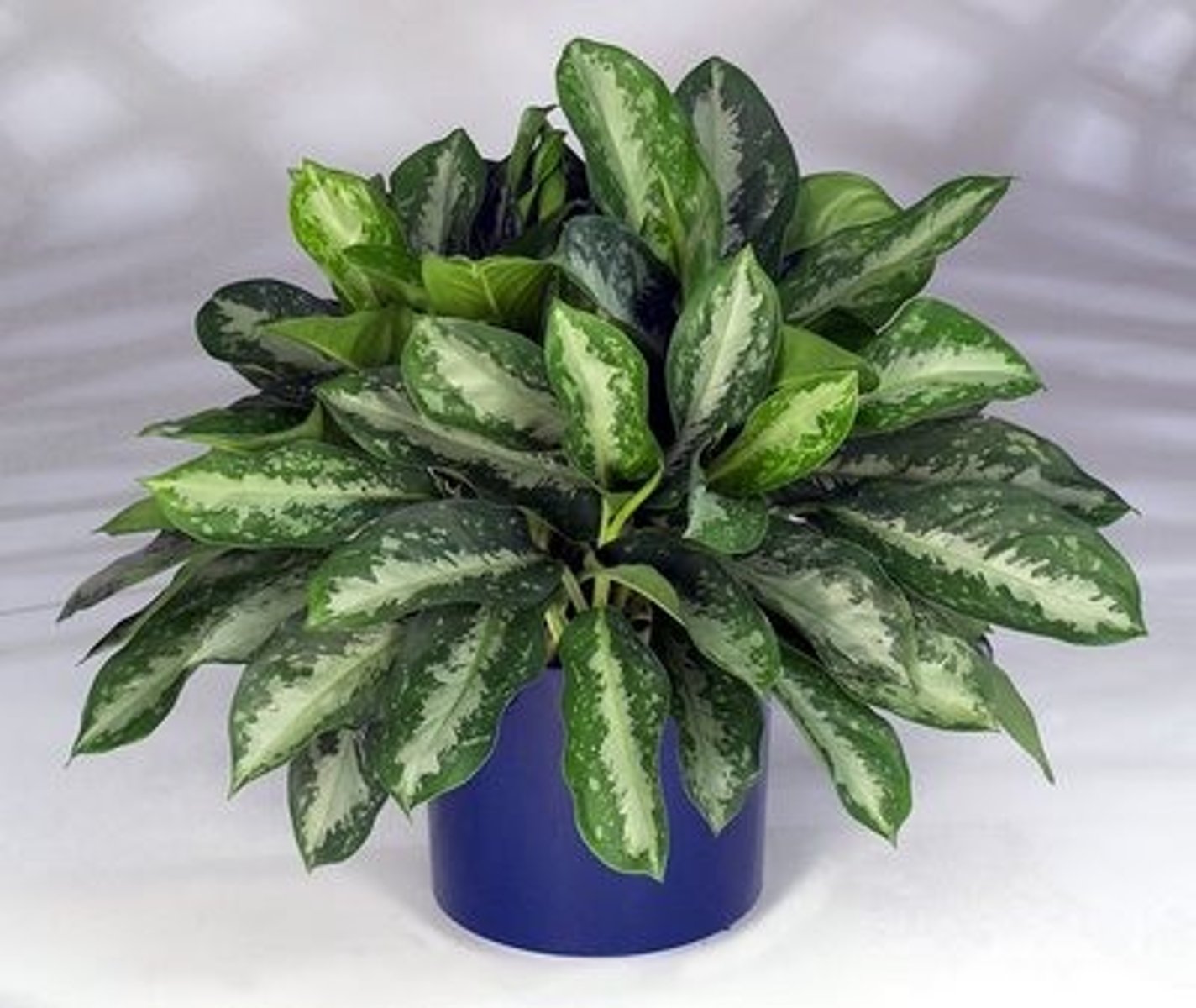 <p>Chinese Evergreen</p>