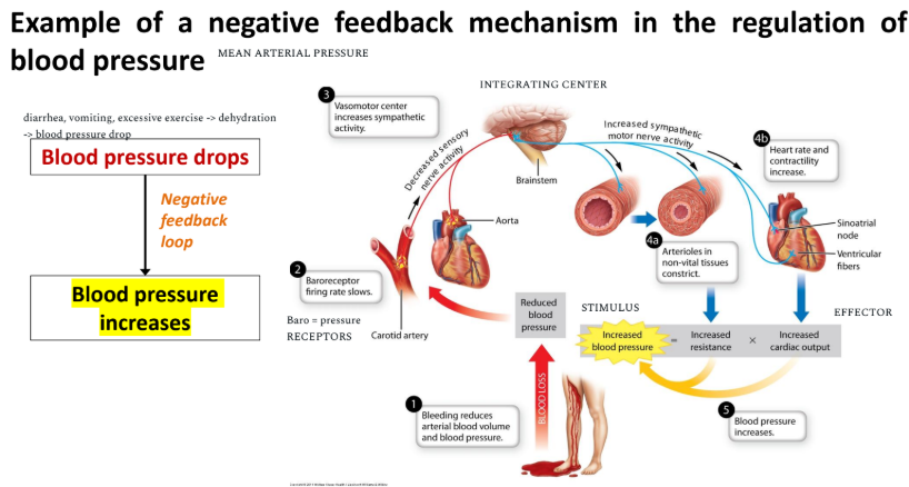 <p>neg feedback in blood pressure</p>