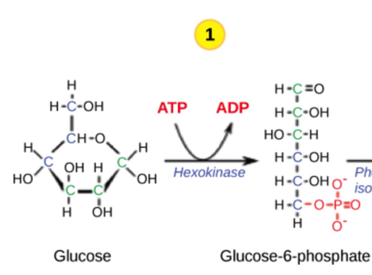 <p>it phosphorylates</p><p>glucose, which</p><p>traps it in the cell</p>