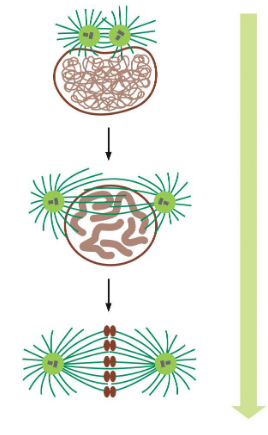 <p>chromosomes condense</p><p>bi-polar spindle forms</p><p>bi-polar attachment to chromosomes (sister chromatids)</p>