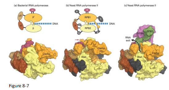 <p>Prokaryotes</p><ul><li><p>Beta and beta prime subunits</p></li></ul><p>Eukaryotes</p><ul><li><p>RPB1 and RPB2 subunits</p></li></ul><p>Homologous in eukaryotes and prokaryotes</p><p>Structural similarity of the enzyme</p>