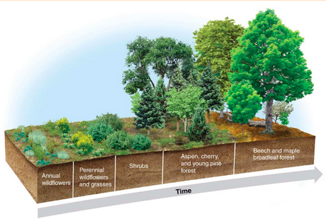 <p><span style="background-color: transparent;"><span>Ecological succession occurring on surfaces that are initially devoid of soil.</span></span></p>