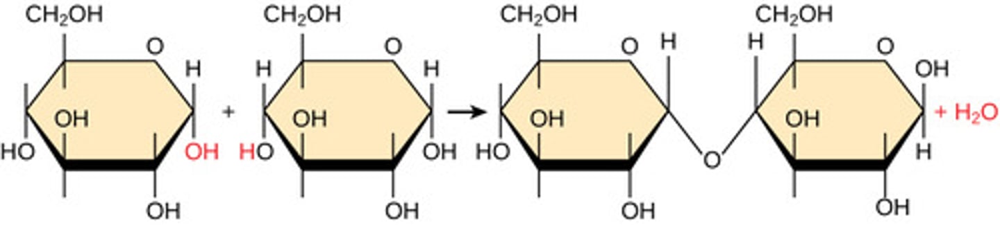 <p>dehydration synthesis</p>