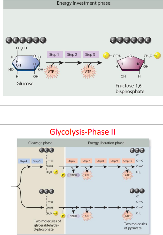 <p><strong>energy investment</strong></p><ul><li><p>steps 1 to 3</p></li><li><p>2 ATP hydrolysed to create fructose-1, 6 bisphosphate</p></li></ul><p><strong>Cleavage</strong></p><ul><li><p>steps 4 to 5</p></li><li><p>6 carbon molecules broken down into two 3 carbon molecules of glyceraldehyde-3-phosphate</p></li></ul><p><strong>energy liberation</strong></p><ul><li><p>steps 6 to 10</p></li><li><p>two glyceraldehyde-3-phosphate molecules broken down into two pyruvate molecules- produces 2 NADH and 4 ATP</p></li></ul><p></p>