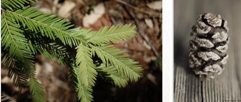 <ul><li><p>earth’s tallest tree</p></li><li><p>tiny cones only 1 in long</p></li><li><p>small flat needles</p></li></ul><p></p>
