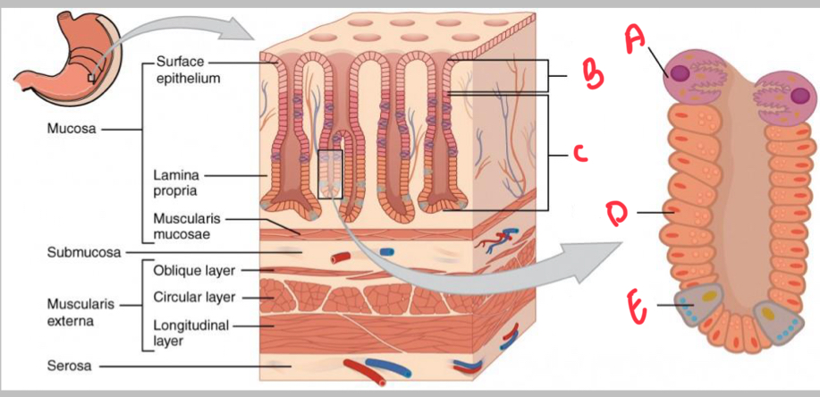 <p>Enteroendocrine cell </p>