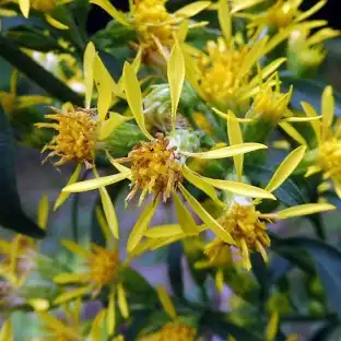 <p>solidago virgaurea</p>