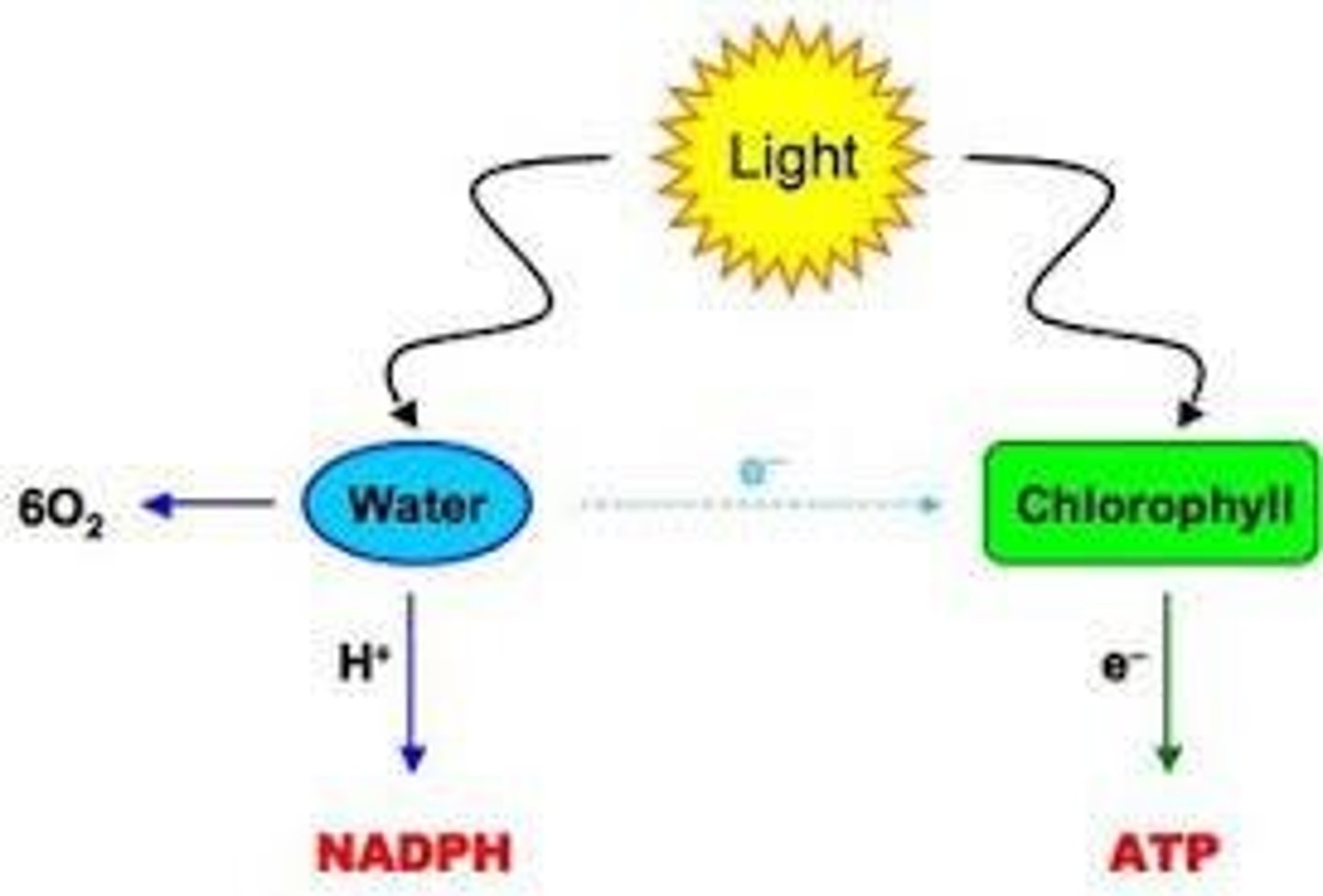 <p>Pathway for electron transfer generating ATP.</p>