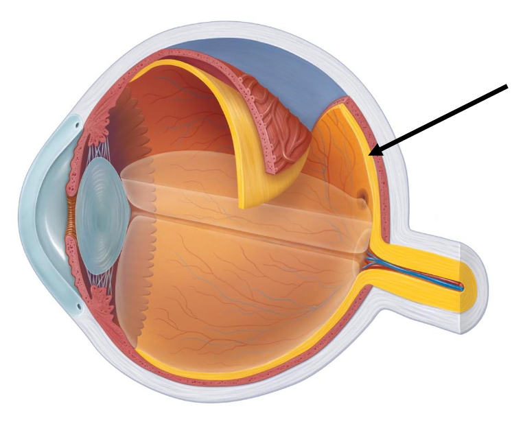 <p>What structure is the arrow pointing to?</p><p></p><p>a. Sclera</p><p>B. Retina</p><p>C. Choroid</p><p>D. Optic disc</p>