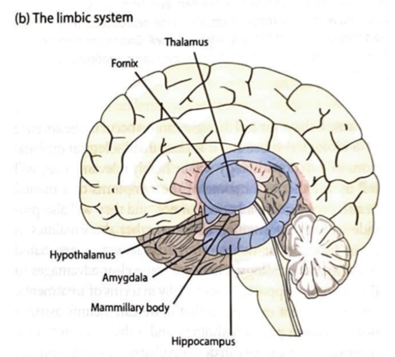 <p>- compromising of the hippocampus, mamillary body, amygdala, hypothalamus, fornix and thalamus<br><br>- thought to be critically involved in emotion and learning</p>
