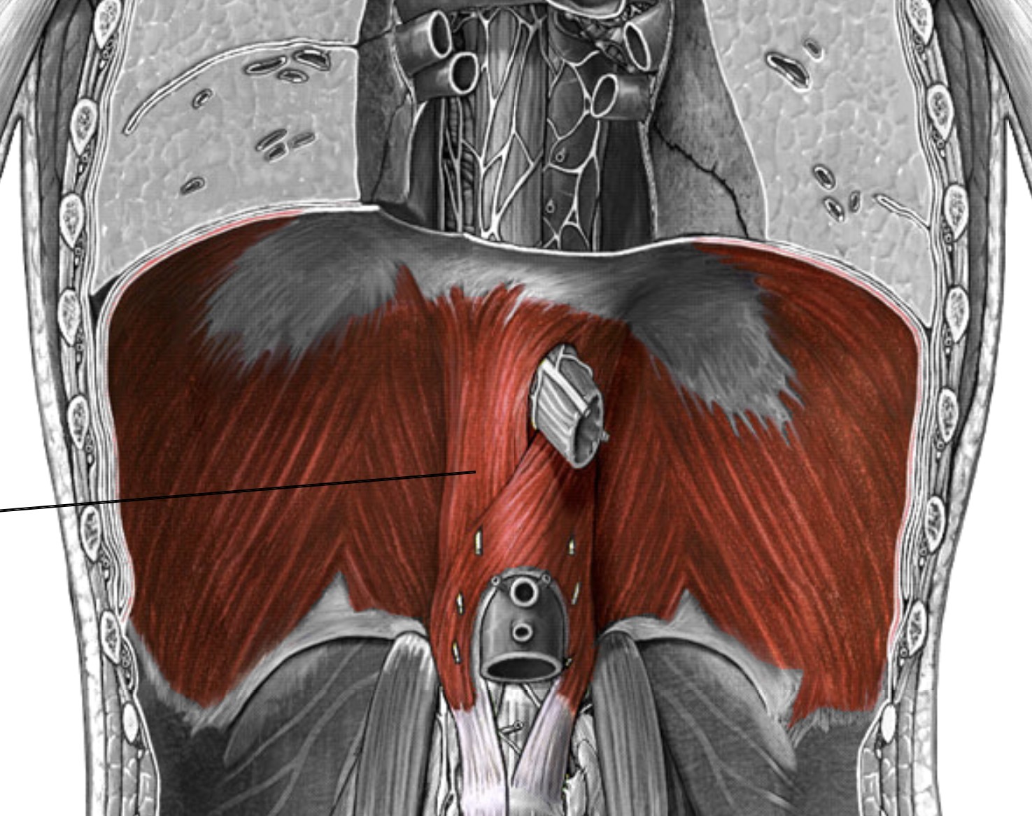 <p>Which muscle of respiration is:</p><ul><li><p>Inferior to lungs</p></li><li><p>Action: flattens central tendon - inhalation</p></li><li><p>Nerve: <span style="color: yellow;">phrenic nerve</span></p></li></ul><p></p>
