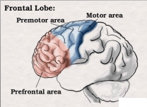 <p>Frontal Lobe</p>