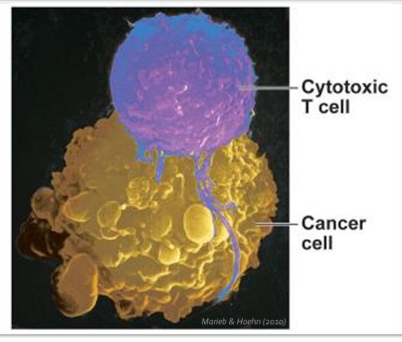 <p>- CD8+</p><p>- Responsible for mediating cellular immunity</p><p>- Undergo differentiation and clonal expansion within lymph nodes, they must then migrate to the tissues in order to deal with infected or abnormal host cells</p><p>- Once at the site of infection, cytotoxic T-cells will make direct cell-to-cell context with a target cell to induce apoptosis</p>