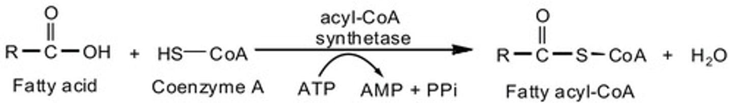 <p>It is absolutely necessary to be able to do this for the MCAT. And because it is so challenging to memorize all of this point blank, we've created our Metabolic Pathways Mastery Course: https://mcatselfprep.com/course/andrews-metabolic-pathways-mastery-course/</p>