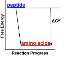 <p>Reactants higher energy than products (-∆Gº′) </p>
