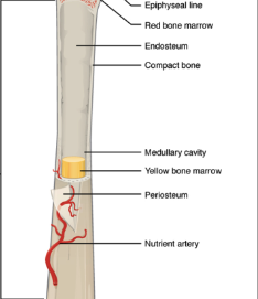 <ul><li><p><strong><u>Location: Central part of long bone</u></strong></p></li><li><p><strong><u>Composition: Make up of compact bone</u></strong></p></li><li><p><strong><u>Function: Give strength for weight-bearing and site of marrow</u></strong></p></li></ul><p></p>