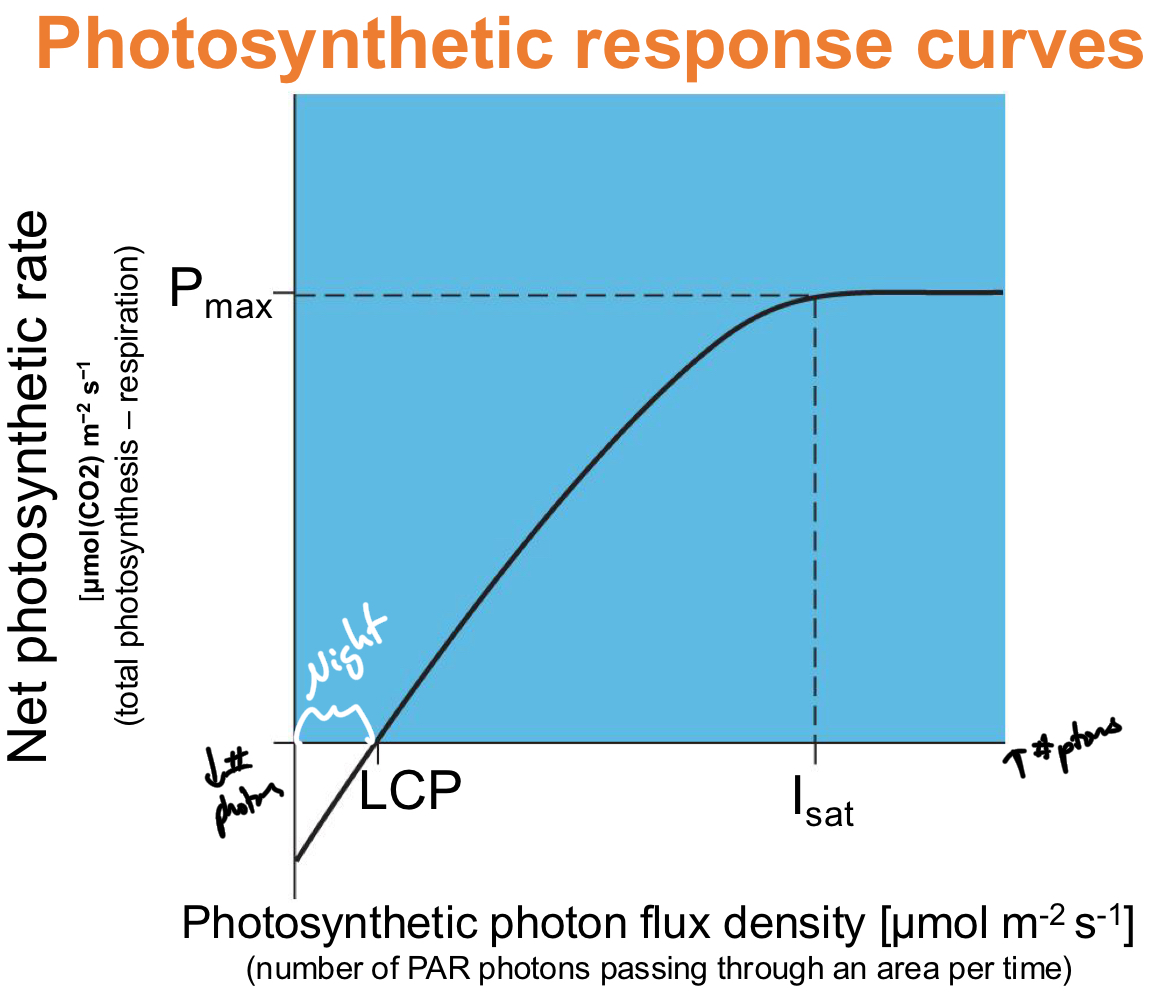 <p>Graphs of NPR (net photosynthesis rate) as a function of PPFD (Photosynthesis proton flux density)</p>