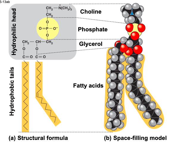 <p>phosphate group and its attachments form a hydrophilic head </p>