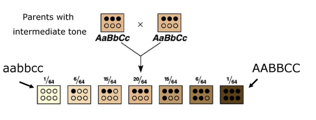 <p><span style="background-color: transparent; font-family: "Proxima Nova", sans-serif;"><span>Many human traits&nbsp; - skin color, height, eye color, etc.</span></span></p>