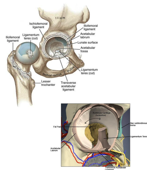 <ul><li><p>lunate surface: hyaline cartilage, thick superior and anterior (based on WB) </p></li><li><p>fat pad </p></li><li><p>ligamentum teres</p></li><li><p>transverse acetabular ligament: spans acetabular notch and part of labrum, connects lunate surfaces </p></li><li><p>acetabular labrum </p></li></ul><p></p>