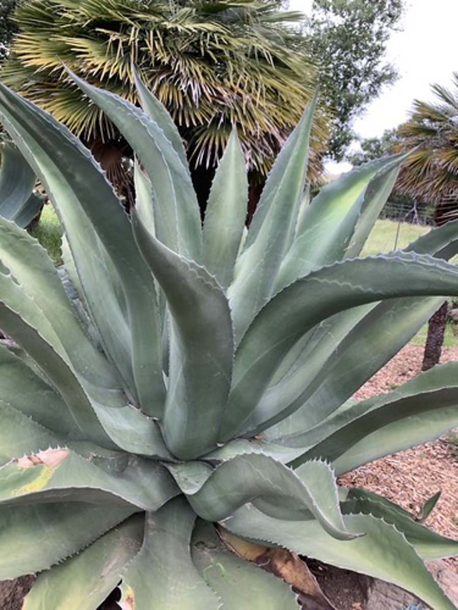 <p>Long thick fleshy blades, profound rounded triangle at base of blade, forms a shallow U in center. see past impressions of blades, long woody spines on tips</p>