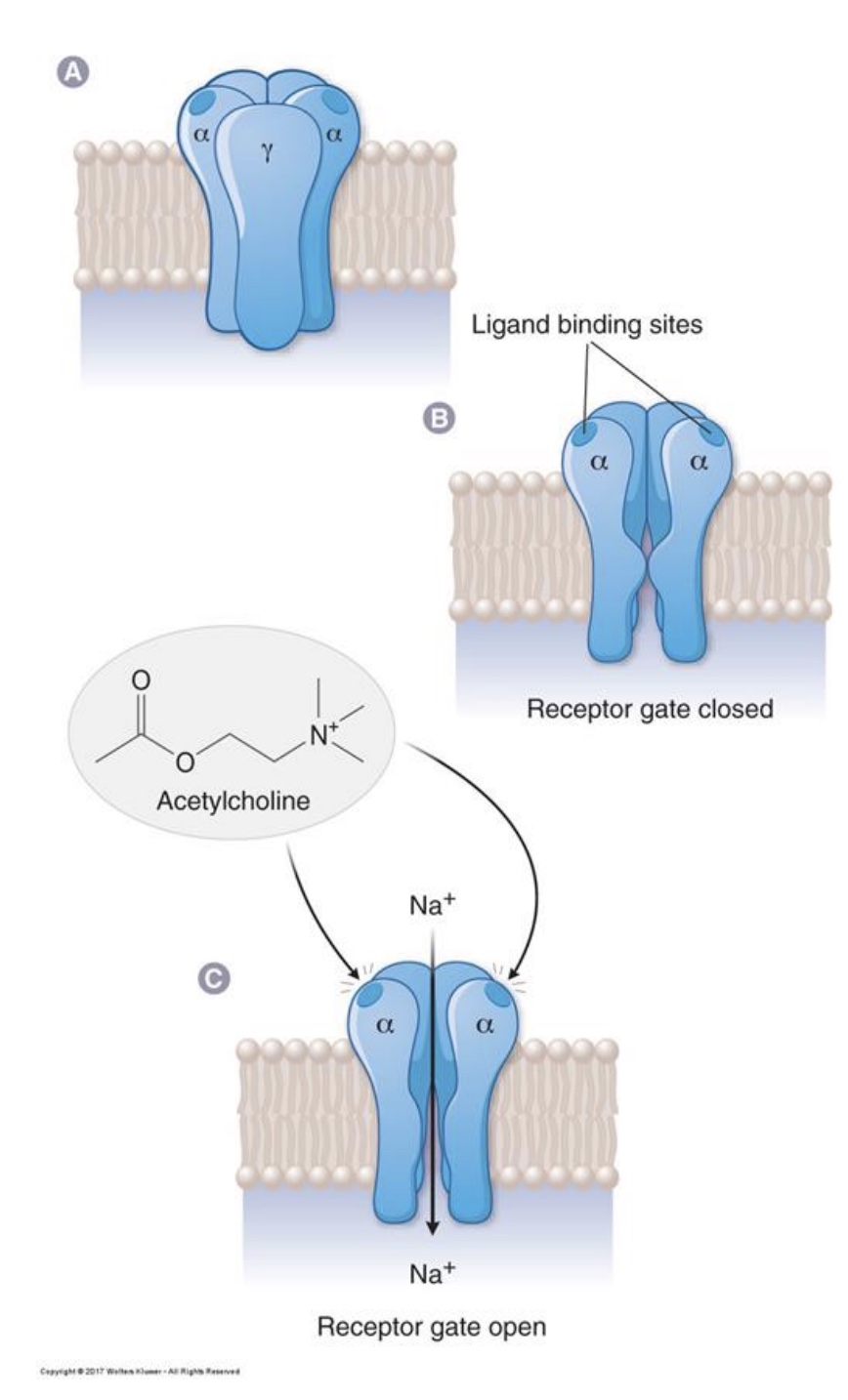 <p>-Agonist (ligand) binding causes channel to open (or close)</p><p><strong>-Main effect is change in membrane potentia</strong>l</p><ul><li><p>(+) ions in: depolarizes cell (can generate AP)</p></li><li><p>(-) ions in: hyperpolarizes cell</p></li><li><p>(+) ions out: hyperpolarizes cell</p></li></ul><p>-ex: nicotinic acetylcholine receptor (Ach=ligand); just “ion-channel”=voltage gated</p>