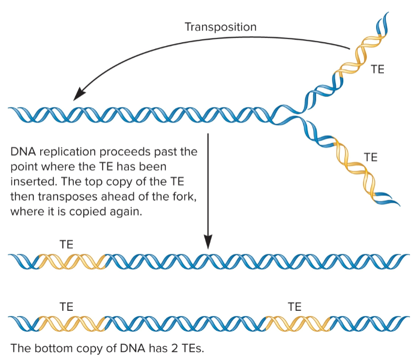 <ul><li><p>used widely by transposons in bacterial and euks</p></li><li><p>TE removed from original site and transferred to new target site, cut-and-paste mechanism</p></li><li><p>occurs after replication fork passes through TE, so there are 2 copies of TE</p></li><li><p>one TE can transpose ahead of fork where it is copied again</p></li><li><p>one chromosome will still have one TE, but the other will now have two copies</p></li></ul><p></p>