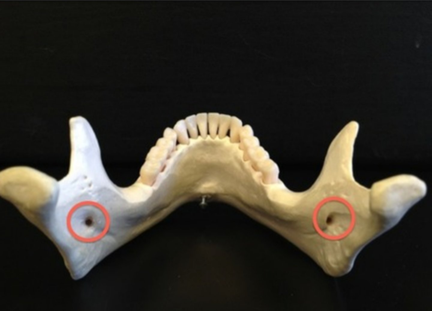 knowt flashcard image