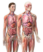 <p>(<em>noun</em>) the structure of the human or animal body</p><p>“Studying _______ helps us understand how the body works.”</p>
