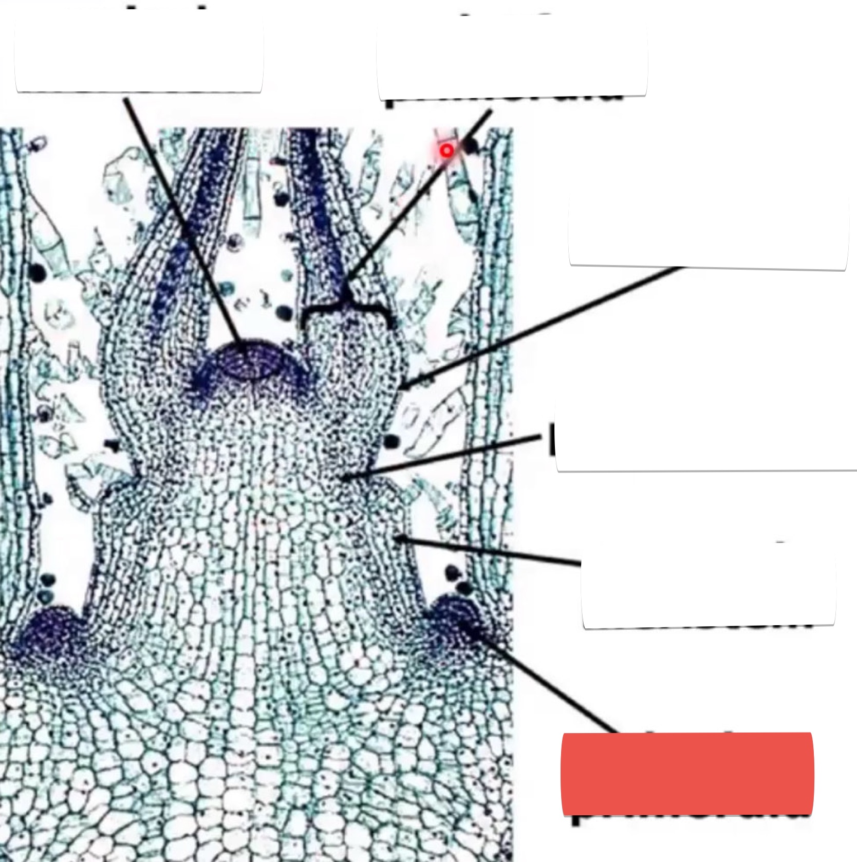 <p>identify the part in red</p>