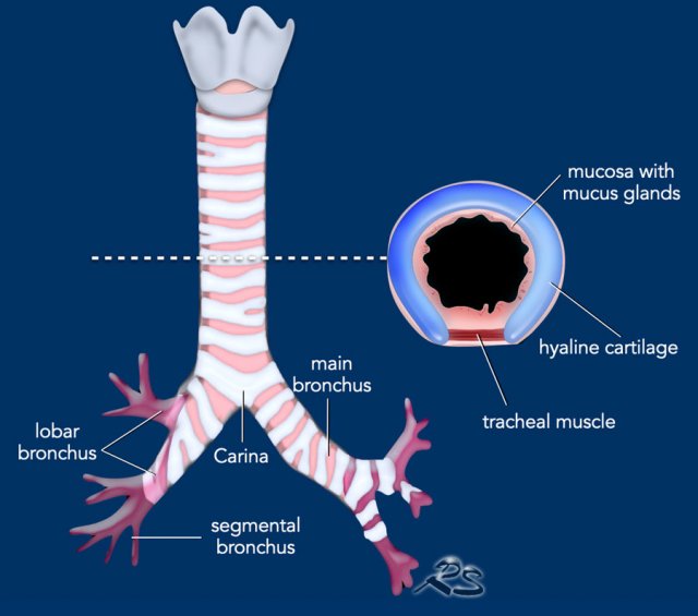 <p>A groove or cleft in an organ where blood vessels and nerves enter or exit through it<span>.</span></p>