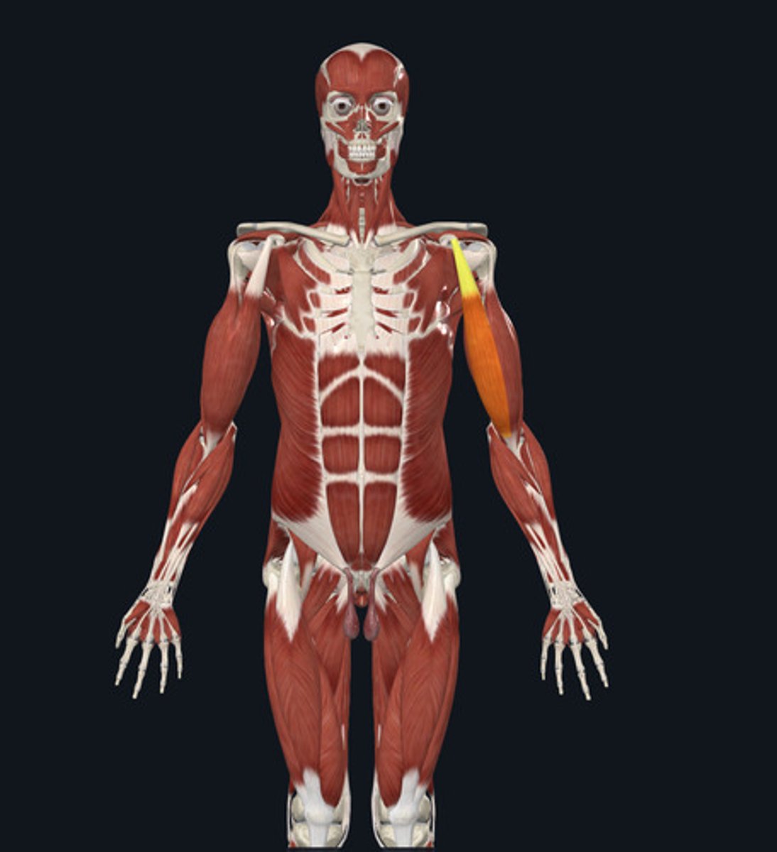 <ul><li><p><u>Origin:</u>&nbsp;Scapula</p></li><li><p><u>Insertion:</u>&nbsp;Radius</p></li><li><p><u>Action:</u>&nbsp;<strong>Elbow flexion</strong>, forearm supination</p></li></ul><p></p>