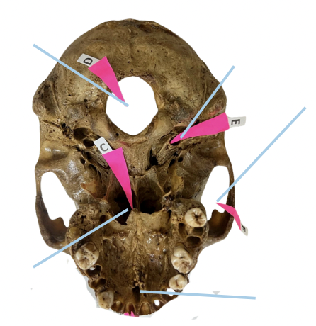 <p>Identify the structure of the skull labelled as E.</p>